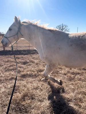 A post by @hensleerodeo102 on TikTok caption: The boys💙 It is so cool to me how differently breeds move. 