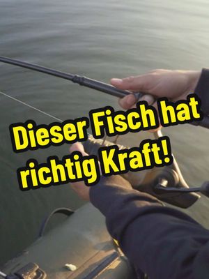 A post by @twelve_ft on TikTok caption: Dieser Fisch hat richtig Kraft! #twelveft #karpfenangeln #drill #kraft #session #ansitz #baits #fisch #kampf #gewicht 