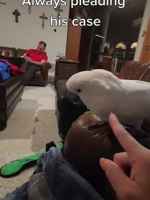 A post by @banditthecockatoo on TikTok caption: arguing with a parrot, has me questioning my sanity #BanditTheCockatoo #parrotsoftiktok #talkingparrot #cockatoo #umbrellacockatoosoftiktok #umbrellacockatoo #talkingbird #parrot #attitude #personality #bird #birb ##birdsoftiktok #birbtiktok #birbturd #birbtok #birdsofinsta #cockatoosofinstagram #parrotsofinstagram #tiktokfamous #arguing #tantrum #pouting 