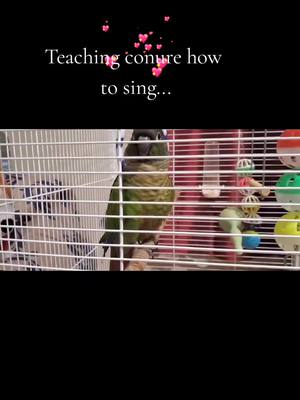 A post by @clementine_33 on TikTok caption: teaching him how to sing #petlover #fyp #photography #bird #cutecat #dog 