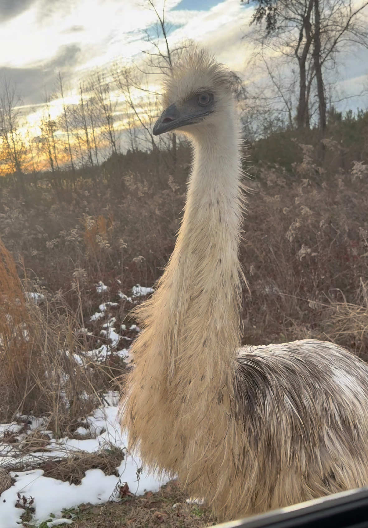 A post by @justbeinjordan_ on TikTok caption: Who needs a dog when you have an emu…  #emu #petemu #farmlife #funnypets 