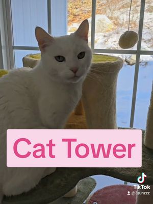 A post by @3sunzzz on TikTok caption: Ty, Vanna 💖🐈 Not a repost 🤘 #cattower #productreview #catgifts #cattoy #erommy #valentinesdaygiftideas #giftsforcatlovers #spoiledcat #flowercattree #cattree 