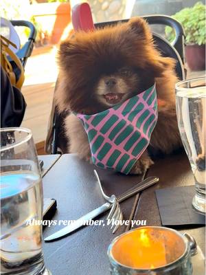 A post by @cocoapuff_pom on TikTok caption: There’s nothing like spending time with friends to make you happy  #cocoapuff_pom #pomartist #sharingsmilesworldwide #chocolatepom #funnydog  #Pomeranianlife  #teamwink 