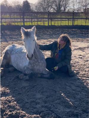 A post by @ah.fotografie on TikTok caption: Würdet ihr in der Schwangerschaft reiten?🙈🤰 #horse #equestrian #HorseRiding #fyp #connemara #connemarapony #foryou 