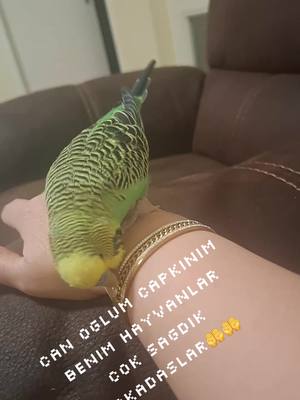 A post by @yarali.ceylan_60 on TikTok caption: #kesfettttttttttttkeşfetteyiz🇹🇷🇩🇪🇹🇷🤲🤲 #kesfettttttttttttkeşfetteyiz🇹🇷🇩🇪🇹🇷🤲🤲 