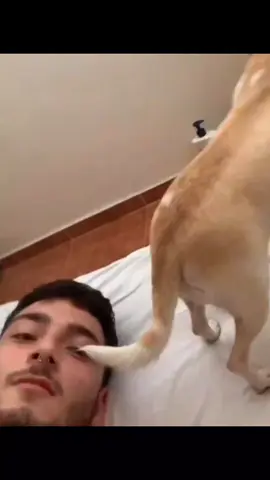 A post by @nikki_chihuahuaa on TikTok caption: why is niki angry 😂 #pet #foryou #PetsOfTiktok  #fypシ #chihuahua #dog 