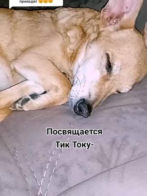 A post by @t.b.t___ on TikTok caption: Ответ пользователю @koshechka_gusya 