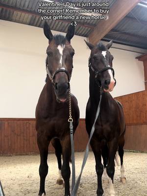 A post by @annchenaugustine on TikTok caption: .. or two 🥰 just a friendly reminder! #fy #foryou #equestrian 