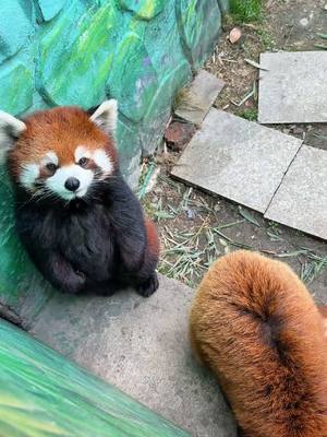 A post by @littlepanda6487 on TikTok caption: Mom, we're back. Is the meal ready?🤤🤤🤤#fy #fyp #trending #Cute #adorable #redpanda #Love 