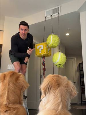 A post by @elliegoldenlife on TikTok caption: Surprising my dogs with their favorite things!