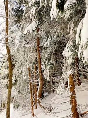 A post by @ms.dalilazelaya1 on TikTok caption: amo la belleza y el misterio del bosque en invierno ❄️🤍