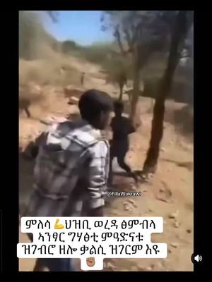 A post by @fillawukrawi on TikTok caption: ምለሳ 💪ህዝቢ ወረዳ ፅምብላ ኣንፃር ግሃፅቲ ምዓድናቱ ዝገብሮ ዘሎ ቃልሲ ዝገርም እዩ✊🏽 #ትግራይ_ንዘለኣለም_ትነብር🙏🇻🇳 #habeshatiktok #habesha #tigraytiktok #tigray #yourpage #ethiopia #ethiopian_tik_tok #tik_tok #you 