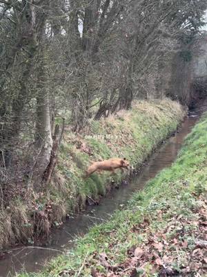 A post by @hxn_smith26 on TikTok caption: country life>> #countrylifestyle #countryside #countrytrends #countrylife #country 