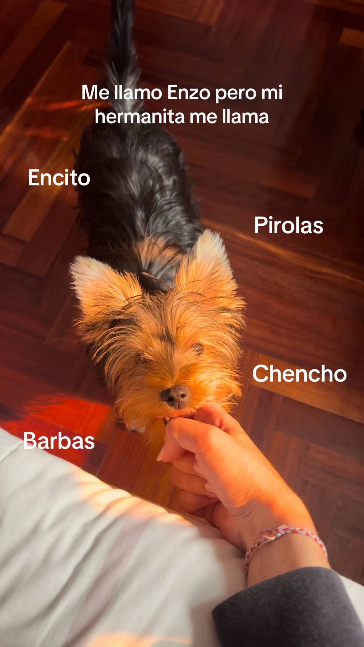 A post by @ on TikTok caption: No van a entender la puta vibra PAUAJJAJAA #viral #parati #mascotas 