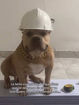A post by @vikingo606 on TikTok caption: Dios chambeo 6 días y al séptimo yo lo reemplace 🐶😎 #vikingo606 #chambear 