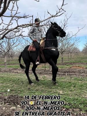 A post by @ranchocoronado1 on TikTok caption: Quedan pocos números #ranchocoronado1 #caballosbailadores #frisonescoronado #frisones #friesian #arre_brand 