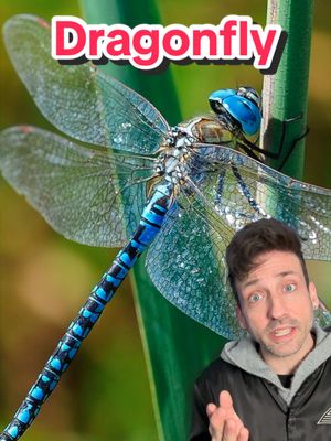 A post by @oddanny on TikTok caption: The best hunter on Earth 👀 #dragonfly 