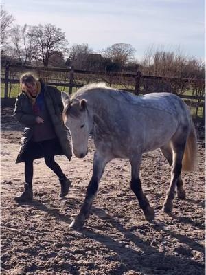 A post by @ah.fotografie on TikTok caption: Nie wieder Bodenarbeit oder nie wieder Reiten?🫣 #horse #equestrian #HorseRiding #fyp #connemarapony #connemara #foryou 