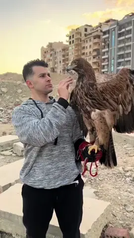 A post by @ramezamir_official on TikTok caption: فى حب الجوارح🦅🤍 #الجارح #رامز_امير #جيش_الجوارح 