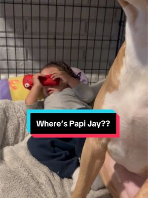 A post by @shaunathebarber on TikTok caption: I can’t find Papi Jay… 🥹  #A#Aceb#bishopacep#pitbullsoftiktokd#dogsoftiktokf#fypa#aceandgrandmag#grandmaandacef#foryourpaged#dogofgodp#papijaygforgodson