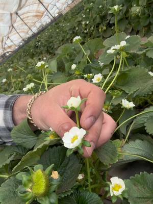 A post by @soyalanlpz on TikTok caption: Qué bellas son la producción de fresa, un cultivo muy bonito #fresa #agro #agronomia 