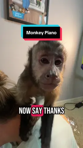 A post by @heresyourmonkeycontent on TikTok caption: TYSM to Kathy Harris for the Monkey Piano 🥰🐒 Fanmail Fridays are released every Friday 🤯 Episode 8 releases in two days! 😱 #fanmail #monkey #gift 