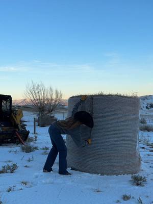 A post by @steadyrein on TikTok caption: filmed this before our storm and glad i did cause lil yellow won’t start in this weather #montana #winter #homestead #cows #feeding 