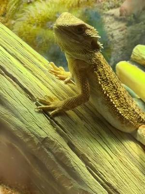A post by @datboii_jj on TikTok caption: Mushu jamming out #beardeddragonsoftiktok #beardeddragon #mushu #dragon #pet #petsoftiktok #lovehim 