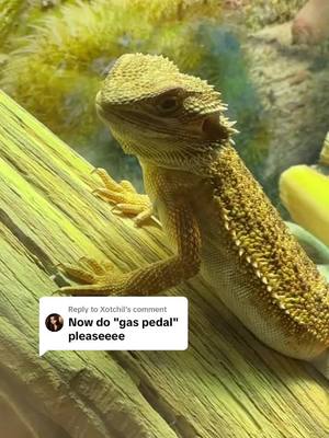 A post by @datboii_jj on TikTok caption: Replying to @Xotchil lol there you go