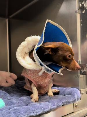 A post by @bigdogranchrescuefl on TikTok caption: Over the weekend, we stabilized Batty at Big Dog Ranch, keeping him on oxygen while we coordinated with surgeons to determine the best course of action. Batty was so critically injured his intestines were into his chest cavity, his spine was fractured and his pelvis was broken - Batty was struggling to breathe. His first surgery was at MedVet Jupiter, where they worked to get everything back in place, followed by spinal repair by Dr. Wong at Southeast Vet in Miami. After five days of care, Batty was brought back to BDRR for continued rehab, love, and care from our dedicated staff and volunteers. While his case was costly, it’s been more than worth it. His case came in at an incredibly high cost of almost $21,000. Though we’re unsure if he’ll regain use of his rear legs, we’re hopeful with physical therapy and lots of TLC that Batty will walk again. None of this would be possible without Ella’s Miracle Fund. A huge thank you to our generous supporters, like Ella Brenner, who have given Batty a second chance at life. If you would like to make a lifesaving donation, please consider going to www.bdrr.org/miracle-fund to help save the lives of many dogs just like Batty. 💙Donate: www.BDRR.org/miracle-fund 🐶Lifesaving Member: www.BDRR.org/lifesaver 🐾 Adopt: www.BDRR.org/adopt 💲Venmo: @bigdogranchrescue 💰CashApp: @bigdogranchrescue 💵Zelle: finance@bdrr.org #bdrr #bigdogranchrescue #dogrescue #rescuedog #AdoptDontShop #adoptadog #foreverhome #MiracleDog #DogRescue #LifeSavingCare #SupportRescue #MiracleFund #DogRecovery #DogsOfInstagram #RescueDogsRock #BddrMiracleFund #HelpDogs #EveryDogDeservesAChance #MiracleInTheMaking