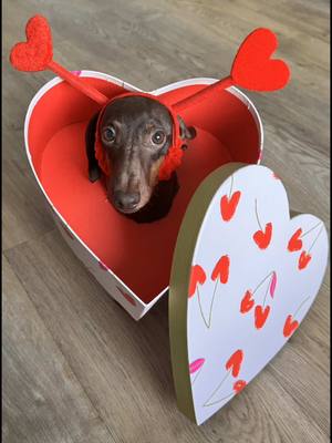 A post by @the_daxie_trouble on TikTok caption: An early Valentine’s gift from my little boy. 🥰❤️ I wonder who else would like to get a gift like this?🥰 #loveyou #dachshund #lovedogs #doglove #cutie 