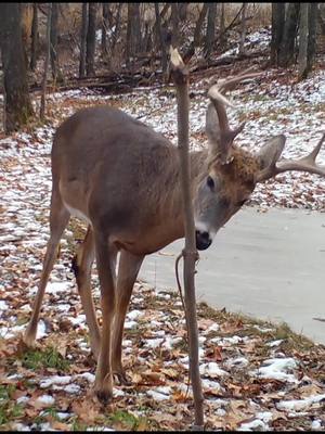 A post by @hodagoutdoors on TikTok caption: Does and Bucks still using the Licking Stick into February! When we say YEAR-ROUND interaction we mean it! 🙌🏻🦌 • • • #deerhunting #deerseason #deerhunt #bowhunter #bowhunting #bowhunt #whitetail #whitetailbuck #bigbuck #TikTokShop #whitetailhunting #deer #deerhunter #archery 