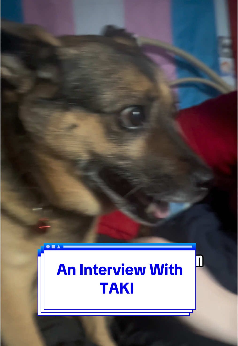A post by @starfallwitchery on TikTok caption: Apparently did the last AD wrong, so have my boyfriend trying to interview our dog… She’s… a little camera shy. #capcut #ad #fyp #microphone #tiktokshop #dog #dogsoftiktok #isthisthingreallyadog? #sillydog 