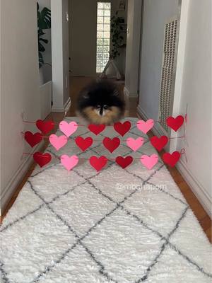 A post by @mochapom on TikTok caption: Valentine’s Day obstacle with Mocha 💪🏽❤️ #dog #pomeranian 