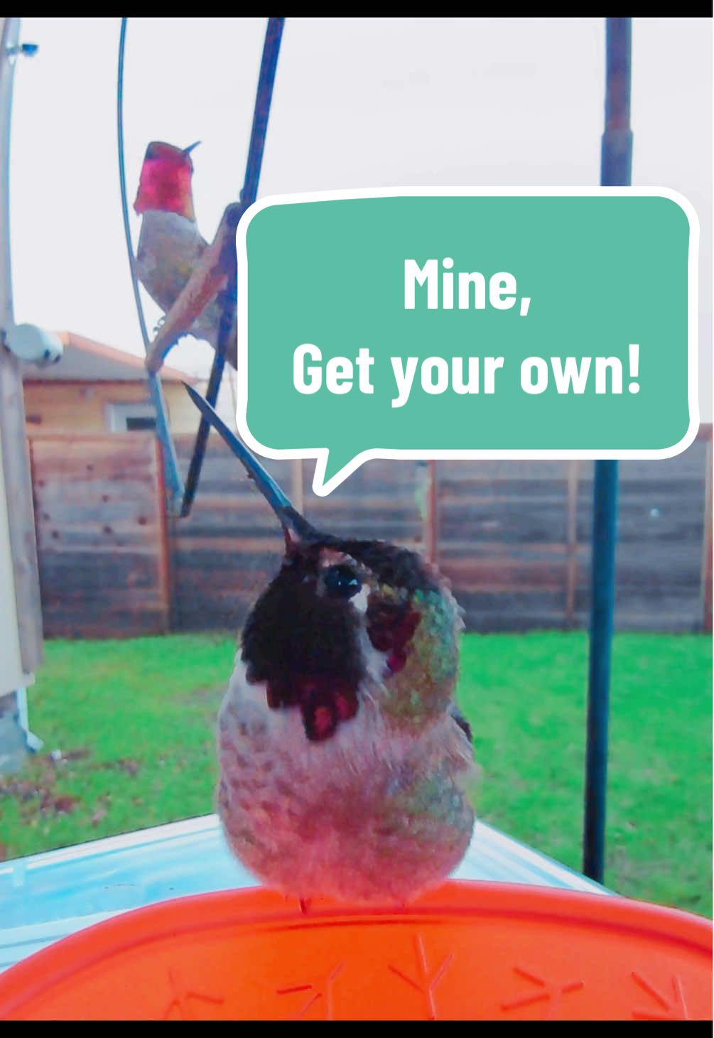 A post by @akarebear311 on TikTok caption: Apparently it is hard for the one on the swing to wait his turn to use the Bird Buddy feeder.  So he settles for the smaller feeder to the right.  #birdbuddy #hummingbirdmama #hummingbirdmoments #lovenpositivevibes 