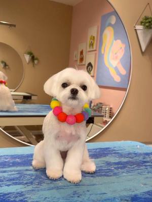 A post by @dogsbylogan on TikTok caption: I’ll never forget #dogs #doggrooming #maltese