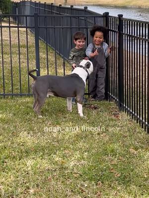 A post by @noah_and_lincoln on TikTok caption: All good boys ❤️🥹 #cutedogs #pets #doglove #dogsoftiktok #DogTraining 