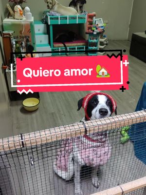 A post by @husi.pet on TikTok caption: En adopción responsable 📸  ellos están a cargo de Cosmo, vaquita y Lylla listos para buscar una familia 🏡@PATITAS ABANDONADAS 