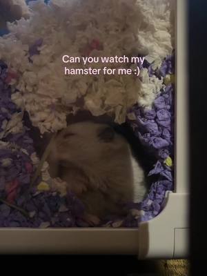 A post by @laurskiiiii on TikTok caption: My sleeping baby 🥹🥰 #fyp #fypシ #hamster #PetsOfTikTok #pet #animal #taylorswift #swiftie 