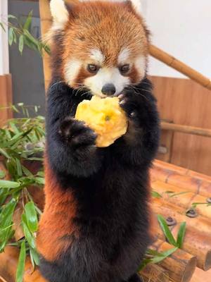 A post by @littlepanda6487 on TikTok caption: Honey, I wish you a healthy and carefree life.🥰🥰🥰#fy #fyp #trending #Cute #adorable #redpanda #Love 