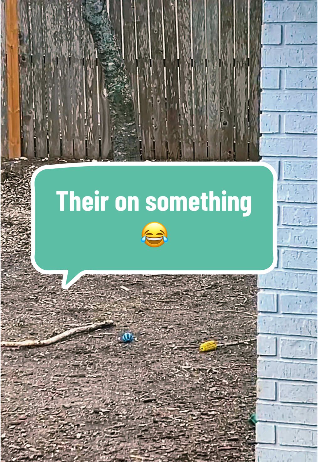 A post by @ on TikTok caption: Were they mating or just on something? lol 😂  #squirrel #morning #texas #backyard 