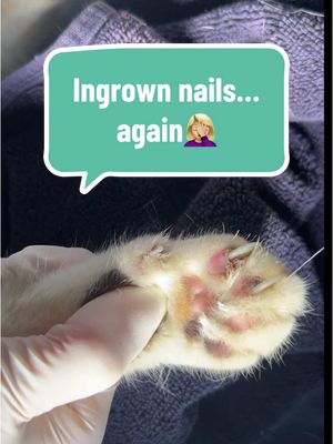 A post by @dr.b_veterinarian on TikTok caption: Ingrown nails in a cat.                   #pet #cat #nails #LearnOnTikTok #fyp #Love