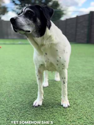 A post by @bigdogranchrescuefl on TikTok caption: Spotty Mae is 13 years old—thirteen years of love and loyalty, yet she’s still waiting. She was found as a stray in Alabama, alone and without a family, but Big Dog Ranch Rescue gave her a second chance. Spotty Mae deserves more. She deserves a family to call her own. Senior dogs like Spotty Mae make amazing companions—they’re often already trained, have lower energy, and are just happy to relax and be by your side. When you adopt a senior dog, you’re giving them the love and security they’ve been waiting their whole life for. And when you adopt from Big Dog Ranch Rescue, you’re not just saving one life—you’re making room for more dogs in need, just like Spotty Mae once was. Please, don’t let her wait any longer. Apply at www.bdrr.org/adopt ✏️ 💙Donate: www.BDRR.org/miracle-fund 🐶Lifesaving Member: www.BDRR.org/lifesaver 🐾 Adopt: www.BDRR.org/adopt 💲Venmo: @bigdogranchrescue 💰CashApp: @bigdogranchrescue 💵Zelle: finance@bdrr.org #bdrr #bigdogranchrescue #dogrescue #rescuedog #AdoptDontShop #adoptadog #foreverhome #MiracleDog #DogRescue #LifeSavingCare #SupportRescue #MiracleFund #DogRecovery #DogsOfInstagram #RescueDogsRock #BddrMiracleFund #HelpDogs #EveryDogDeservesAChance #MiracleInTheMaking