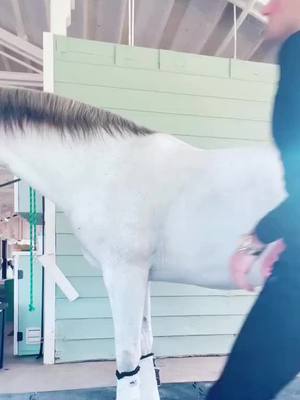 A post by @stephenhayesdressageride on TikTok caption: #fyp #equestrian #equestrianlife #horses #horse #foryoupage #horsesontiktok #horseboy #horsegirl #horseguy #dressage #equestrians #equines #horsetiktok #equinetiktok #dressage #dressagerider #dressagehorsejumping 