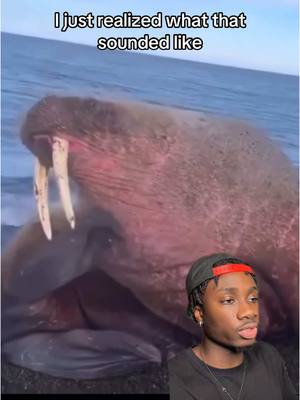 A post by @mndiaye_97 on TikTok caption: That lemming story is still wild to me #nature#documentary#walrus