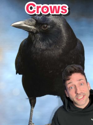 A post by @oddanny on TikTok caption: Crows might be the smartest animal in the world 👀 #crow 