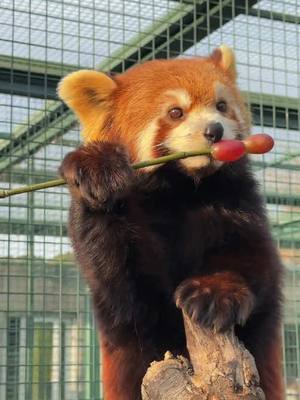 A post by @littlepanda6487 on TikTok caption: Grapes, whether sour or sweet, can only be known after eating.😋😋😋#fy #fyp #trending #Cute #adorable #redpanda #Love 