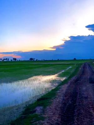 A post by @destiny198838 on TikTok caption: #ទេសភាពស្រុកស្រែ🌄🏜️🌱🌼🌾🐟 #Mr🍁☘️ #viral #viralvideo #fy #fy #fyp #ទេសភាពស្អាតណាស់ #ស្រស់ស្រាយនិងធម្មជាតិ🌿🍀🌿 #កម្ពុជា🇰🇭🇰🇭🇰🇭 #កម្ពុជា #ទេសភាពព្រៃភ្នំ #ទេសភាពស្រុកស្រែ 