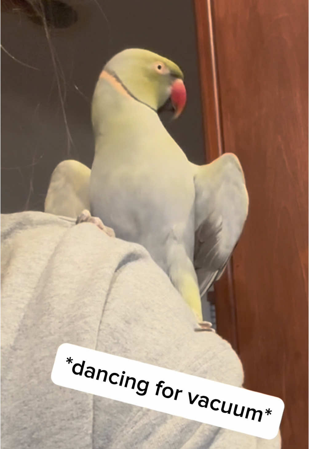 A post by @beakerbeak on TikTok caption: Anyone else love vacuuming? 🙋🏽‍♀️ #birdsoftiktok #parrotsoftiktok #talkingbird #talkingparrot #cuteanimals #funnyanimals #parrot #irn #cleaning #cleaningtiktok #cleaningmotivation 