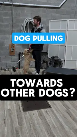 A post by @southwestdogtraining on TikTok caption: Is your dog pulling towards other dogs? Just because dogs are sitting, does not mean they should be given the opportunity to greet people or dogs. When dealing with over-excited and jumpy dogs, it’s not just about the obedience or the behaviour that comes before the release word (hopefully you have one), it’s about the emotional state they are in. Basically you want your dog to be neutral. If they sit, and are vibrating with excitement, and then you release them to say hi, they will likely jump and go nuts. At that point just cut out the middle man, forget the sit, and let them jump from the beginning. Instead, wait for calm, then release, and if they show too much excitement restart the process. For a lot dogs, the way to fix this can be more complex than this, and if you need help, hit us up!